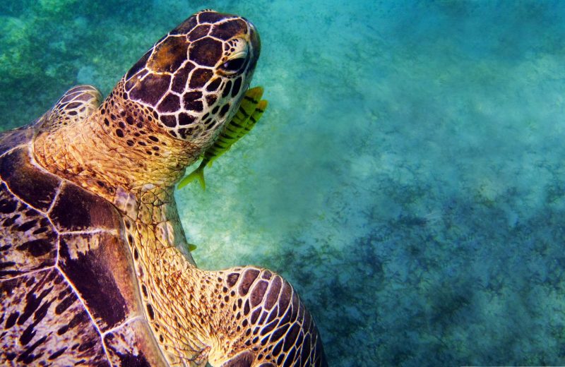turtle